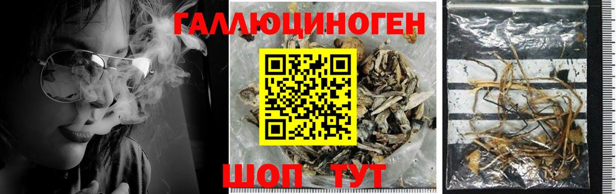 Наро-Фоминск  Галлюциногенные грибы GOLDEN TEACHER  Вход с VPN  Галлюциногенные грибы Psilocybine cubensis 